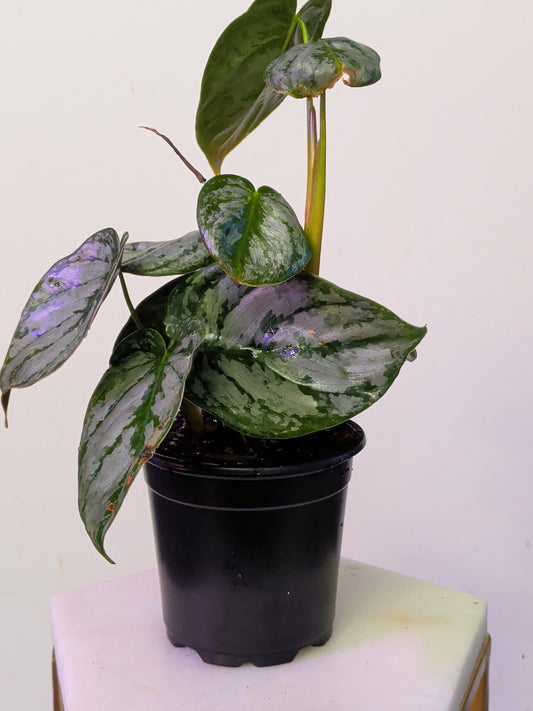 Philodendron Brandtianum