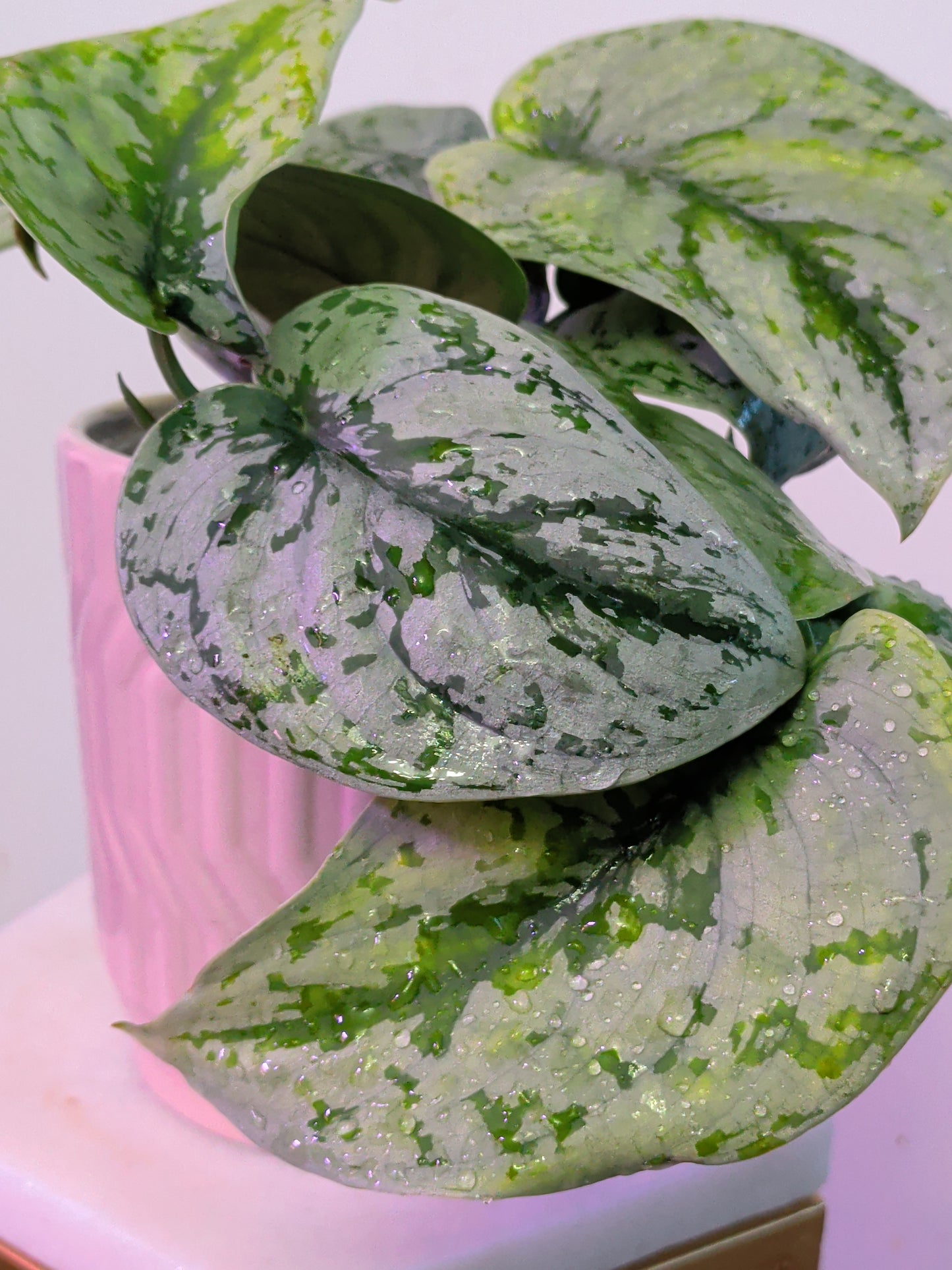 Scindapsus Pictus
