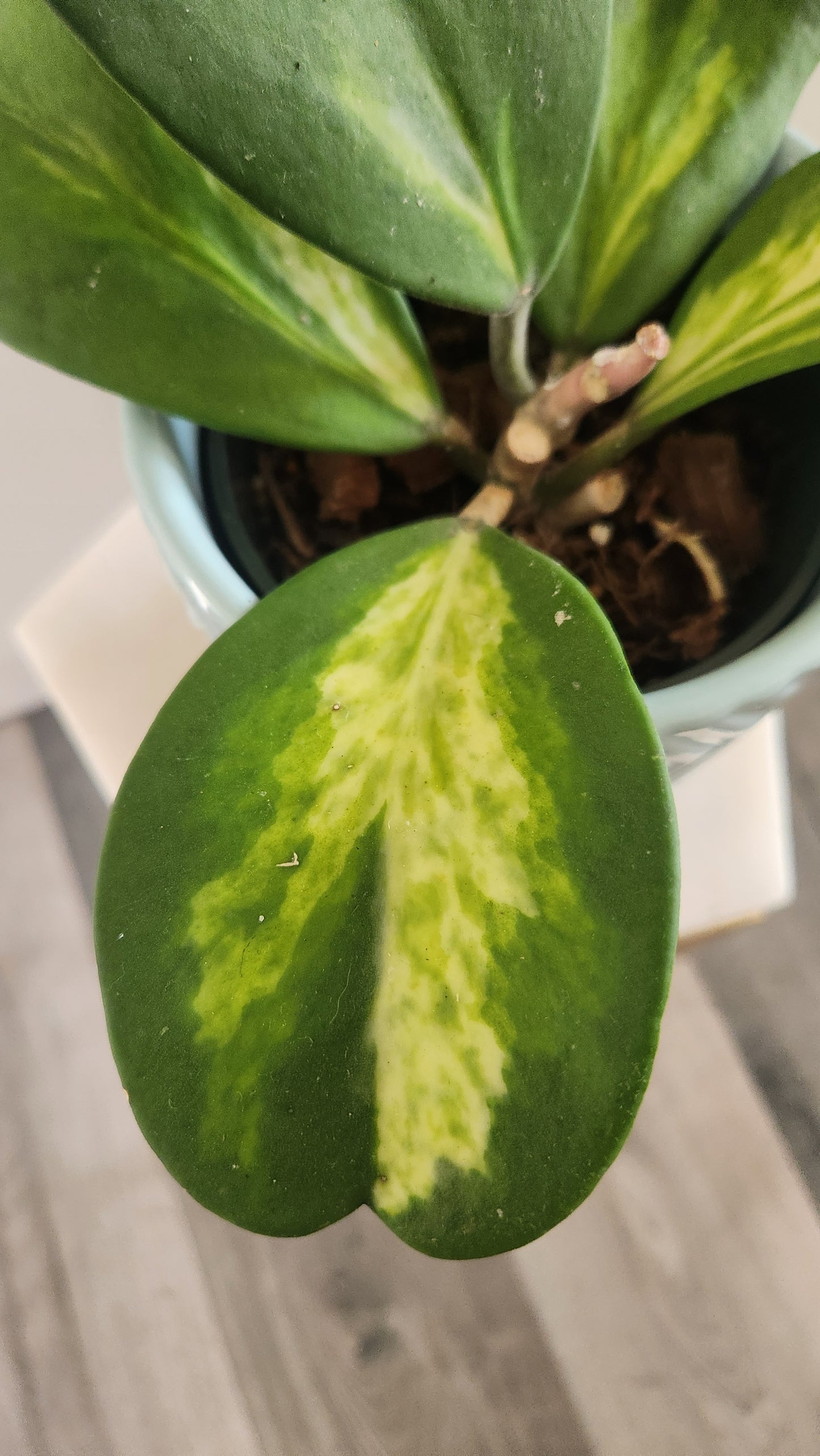 Hoya Kerrii Spotted