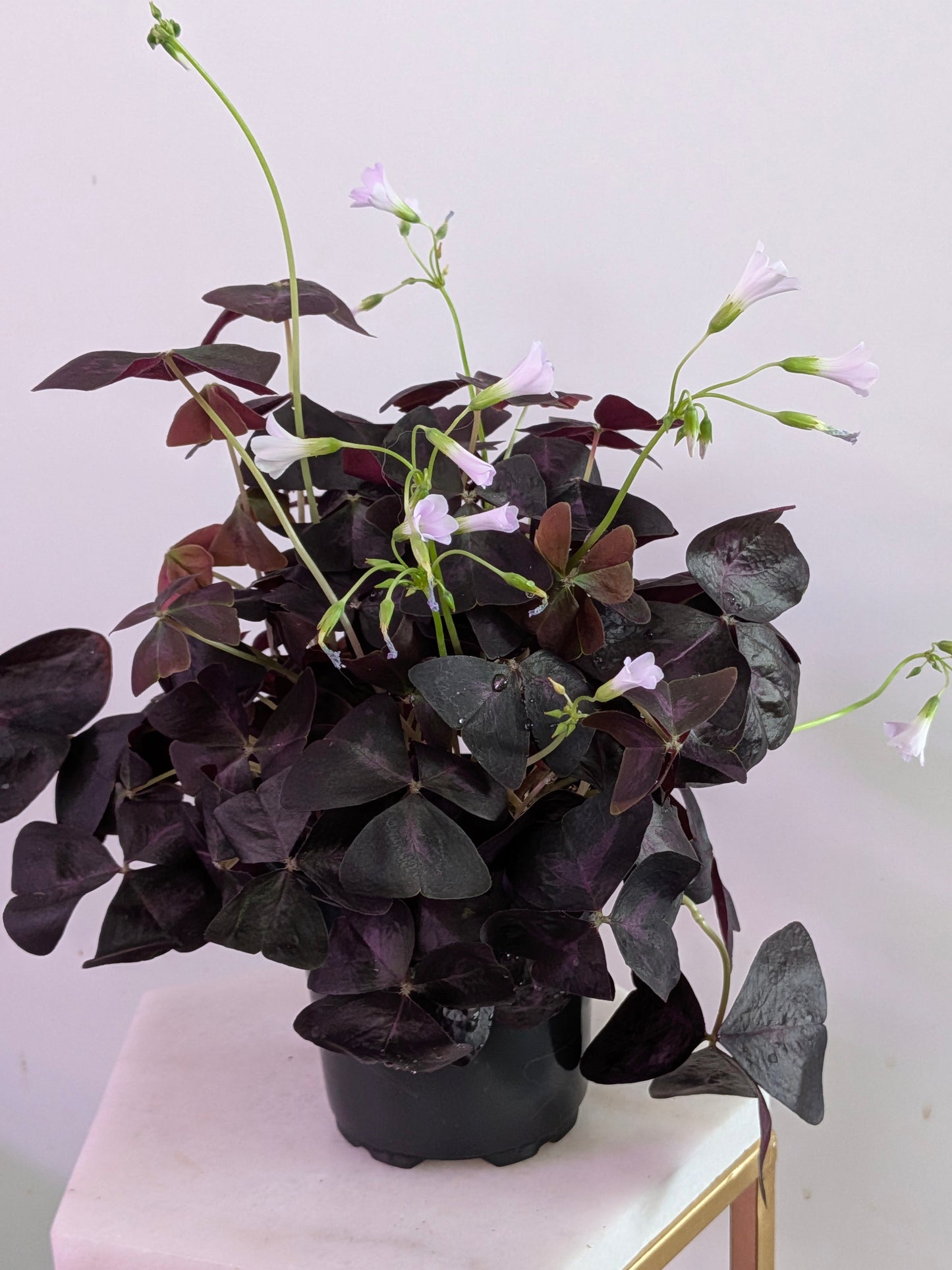 Oxalis Triangularis
