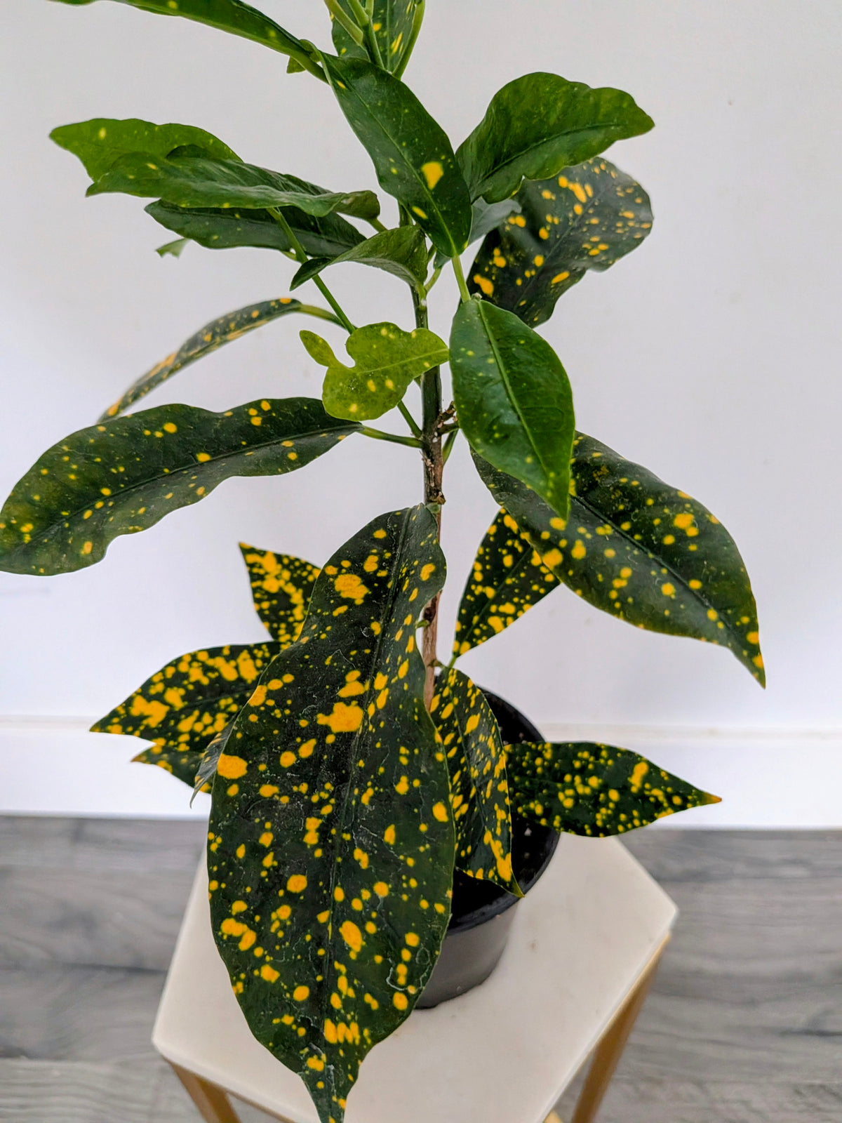 Croton ‘Gold Dust’