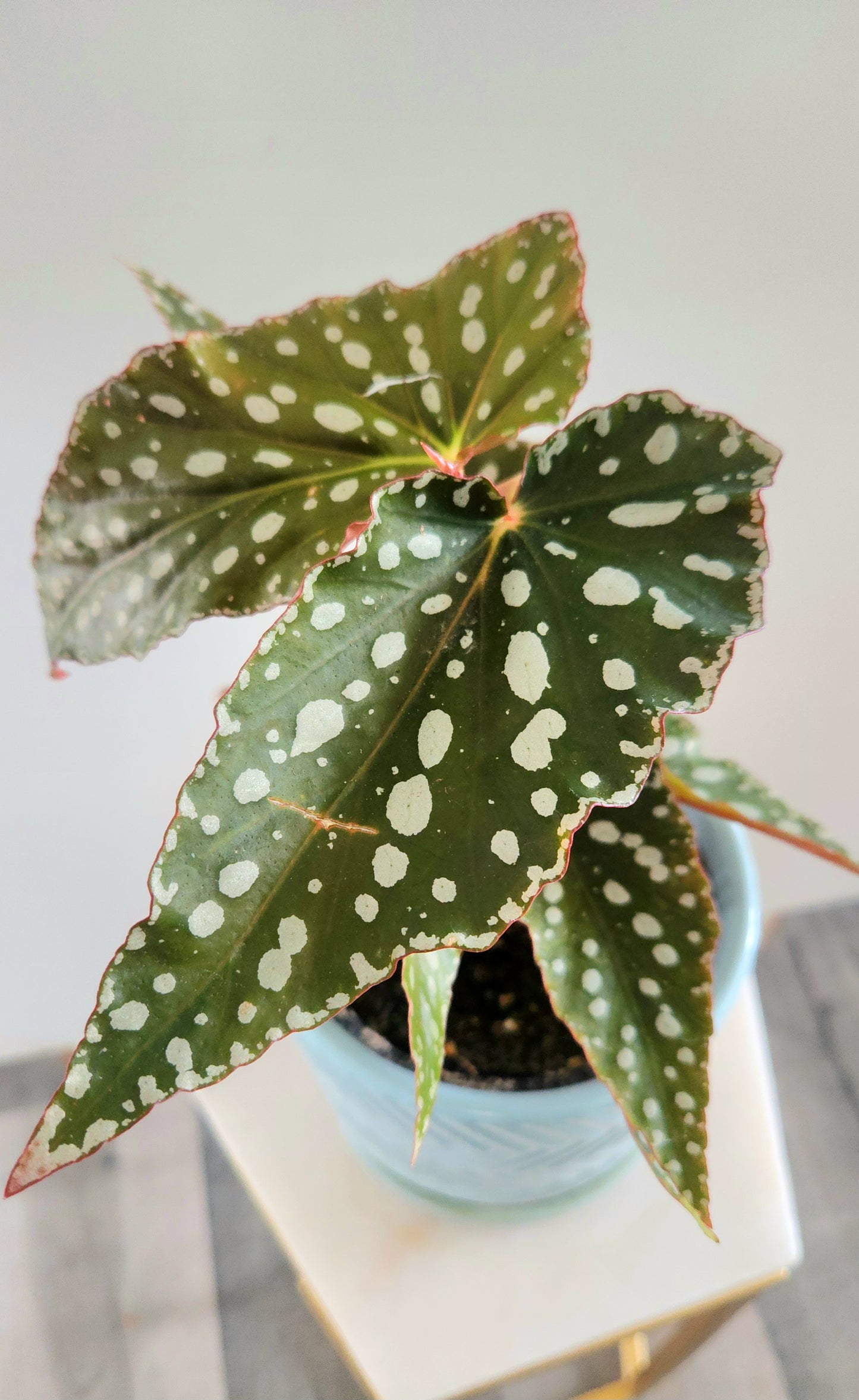 Begonia Maculata ( Angel Wing)