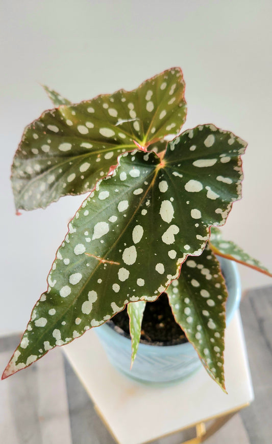 Begonia Maculata ( Angel Wing)