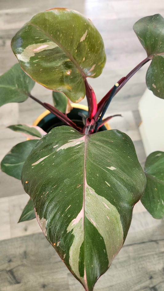 Philodendron Pink Princess