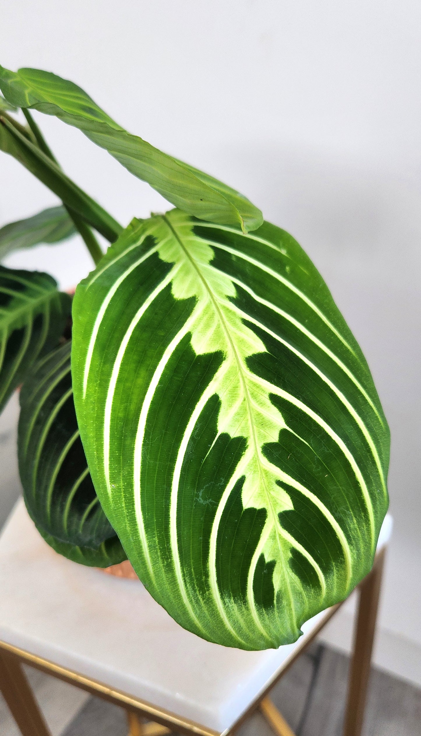 Maranta "Lemon Lime" Prayer Plant