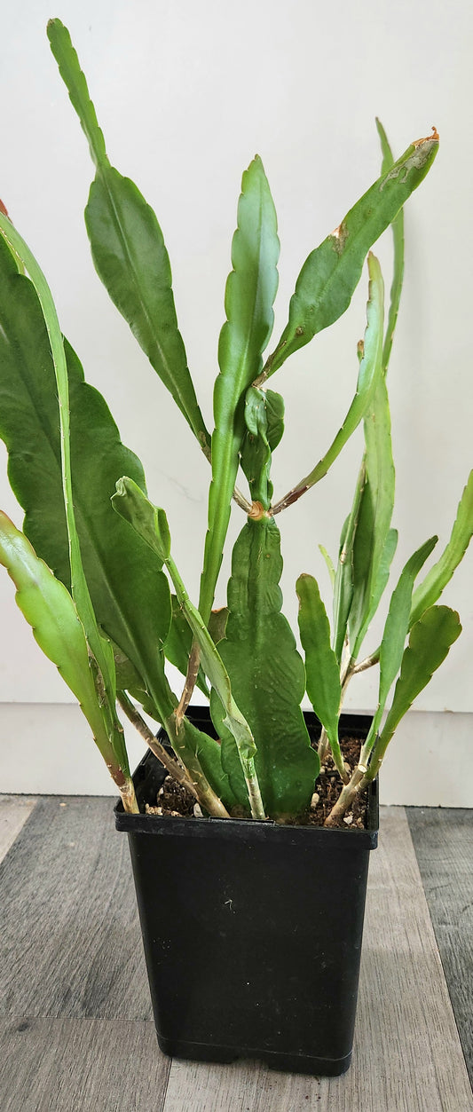 Queen of the Night (Epiphyllum oxypetalum)