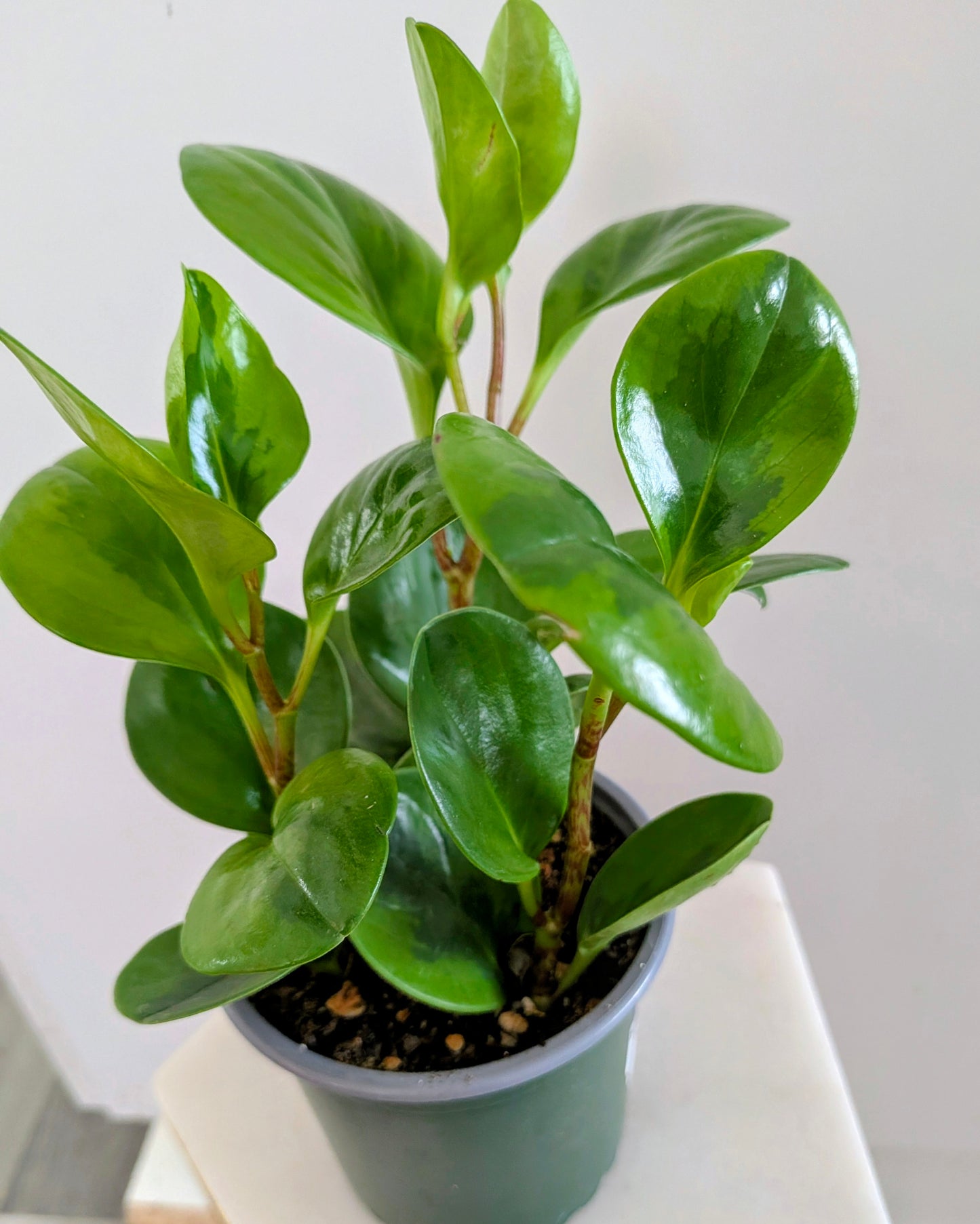 Peperomia Obtusifolia( Pepperface)