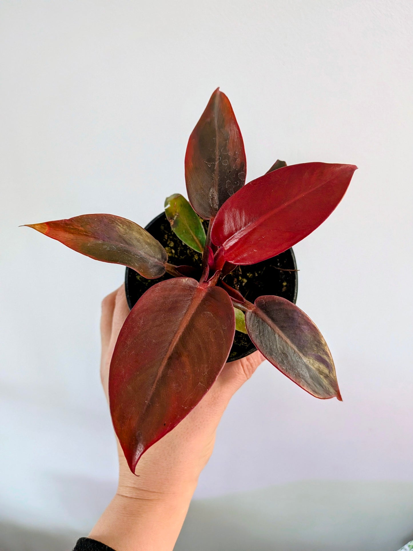Philodendron Red Sun