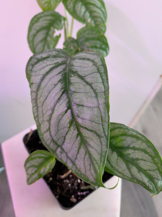 Monstera Siltepecana