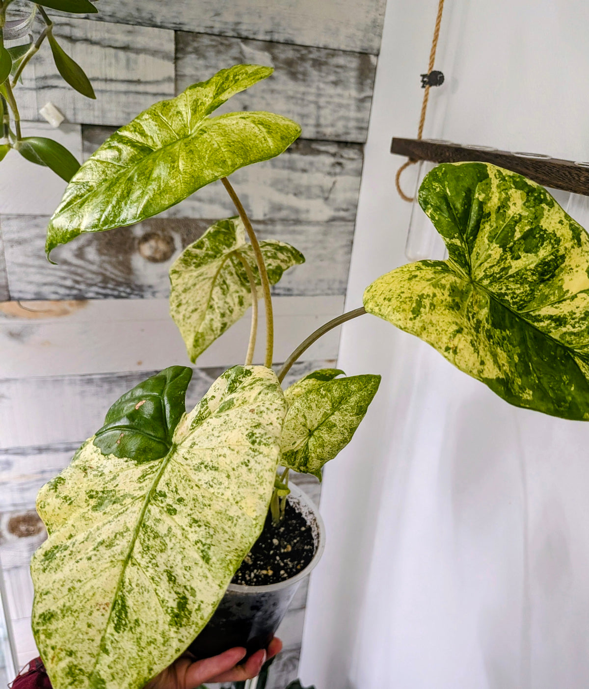 Alocasia Macrorrhiza ‘Variegata’
