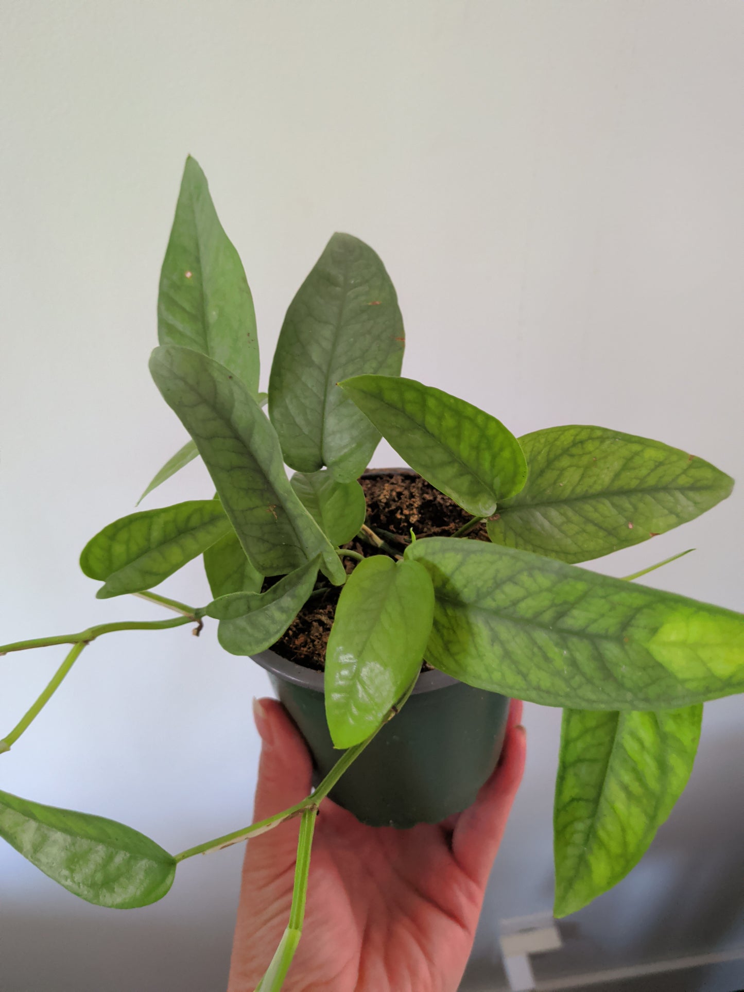 Cebu Blue Pothos