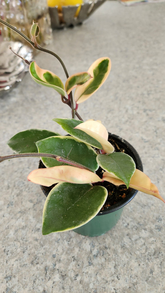 Hoya Carnosa " Krimson Queen"