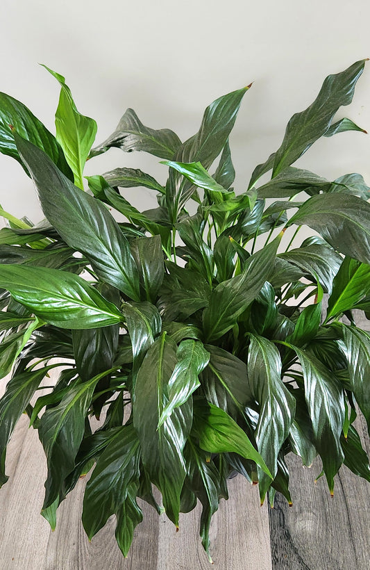 Peace Lily (Spathiphyllum)