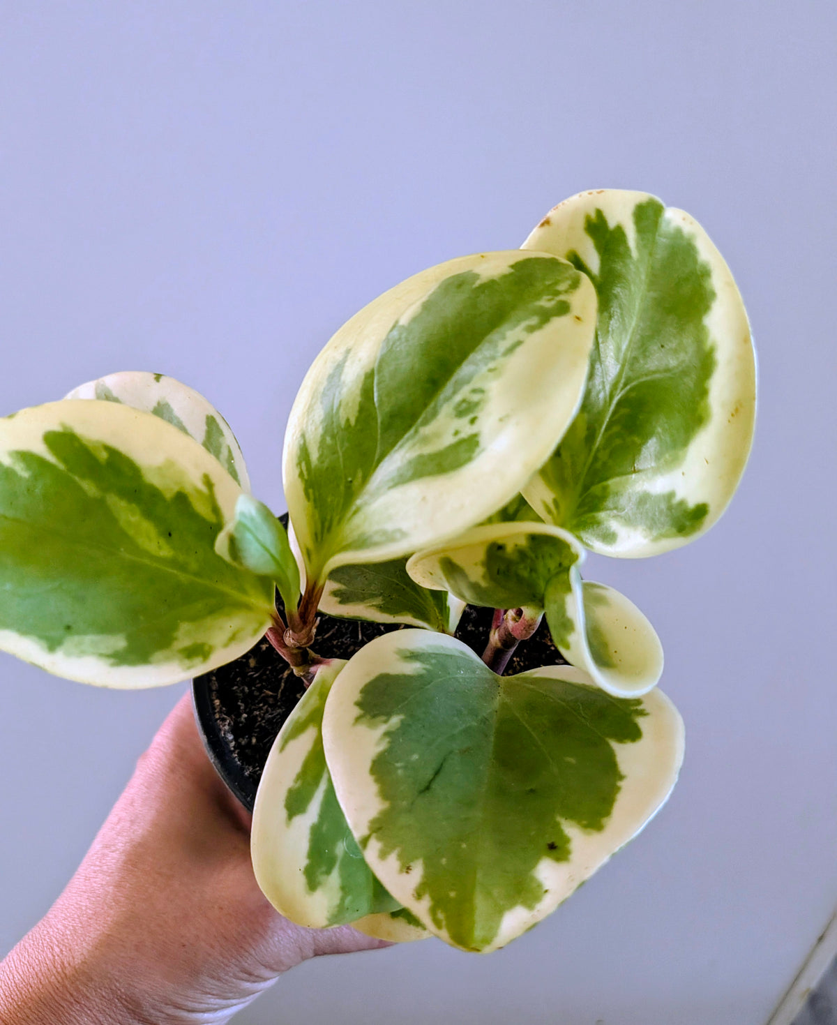 Baby Rubber Plant