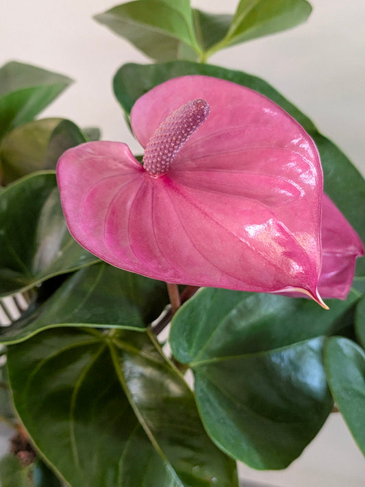 Anthurium Andraeanum (Pink Bloom)