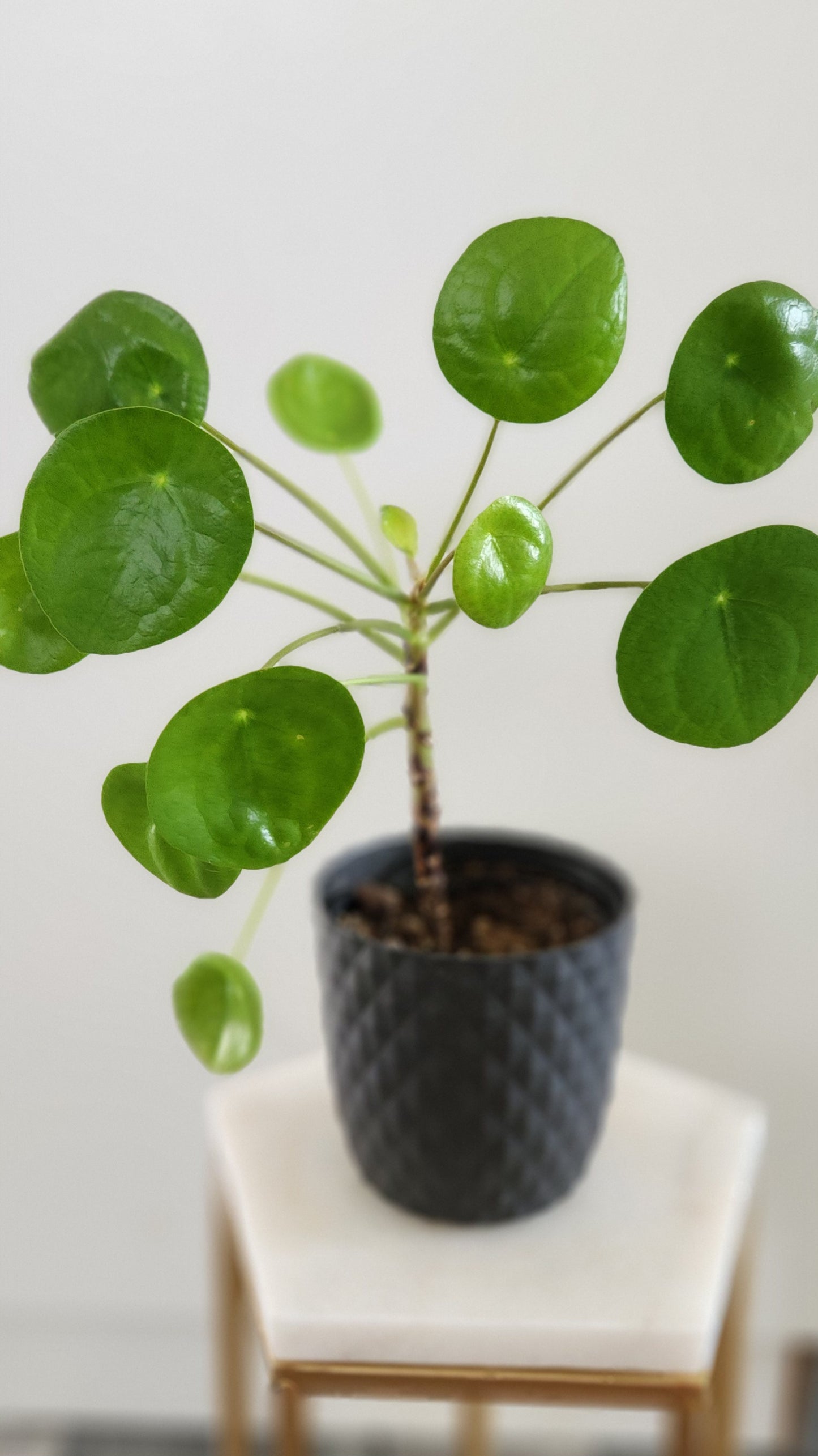 Pilea Peperomioides