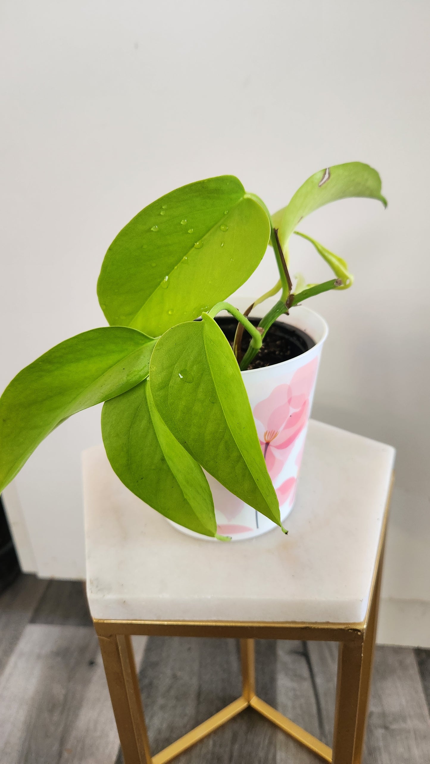 Epipremnum Aureum -Neon Pothos
