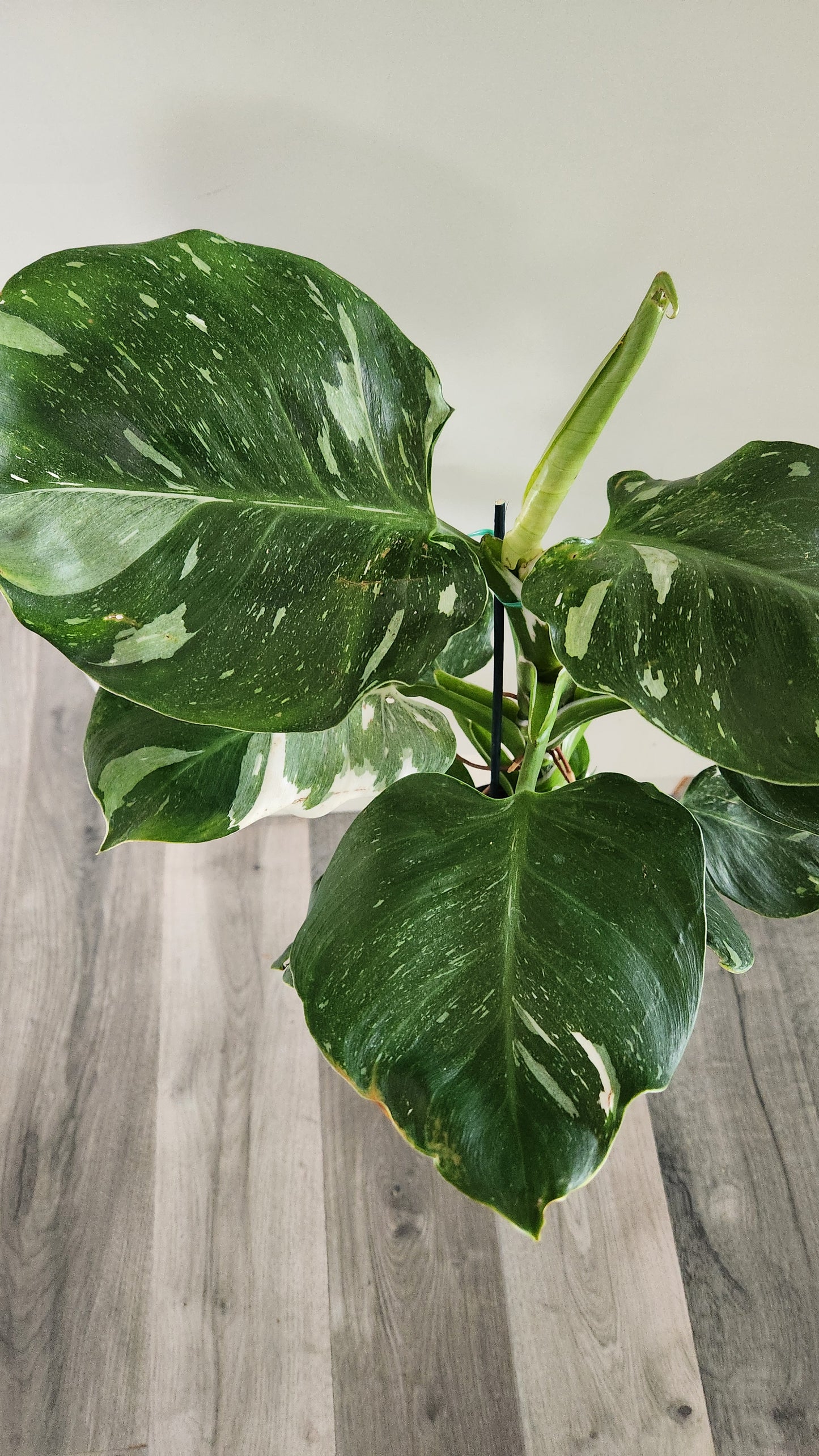 Philodendron White Wizard