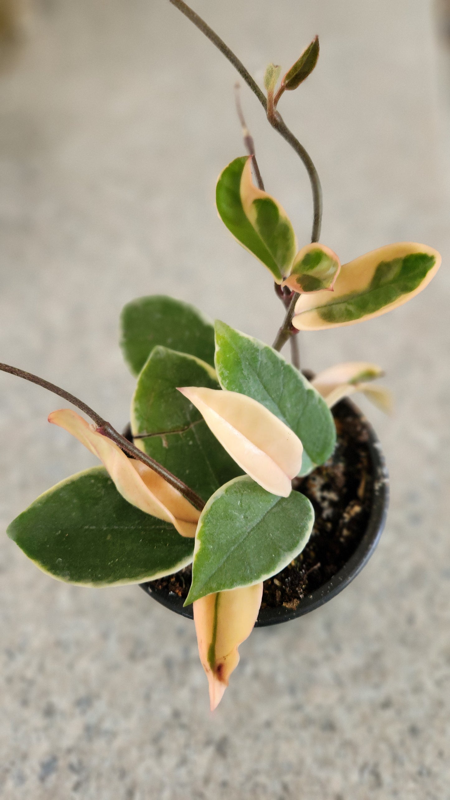 Hoya Carnosa " Krimson Queen"