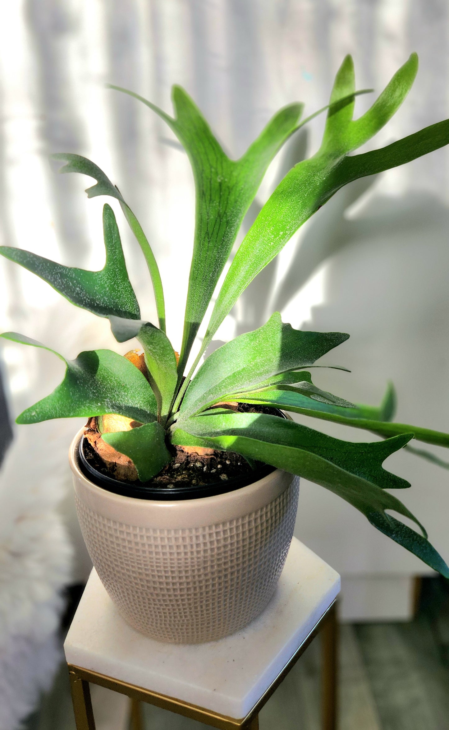 Staghorn Fern (Platycerium spp.)