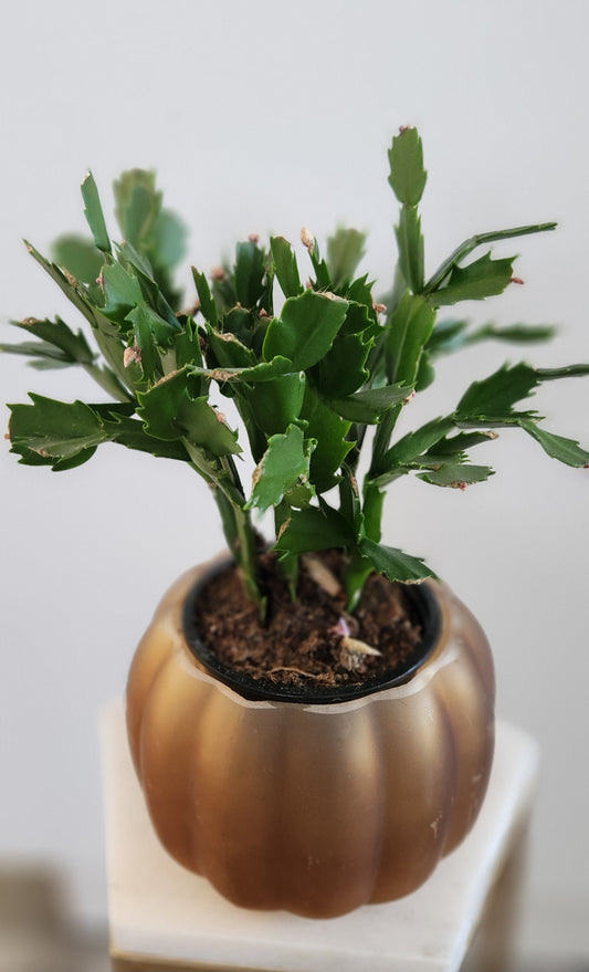 Christmas Cactus