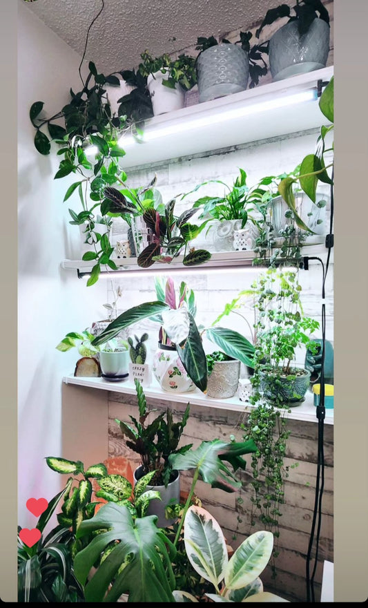Plant styling