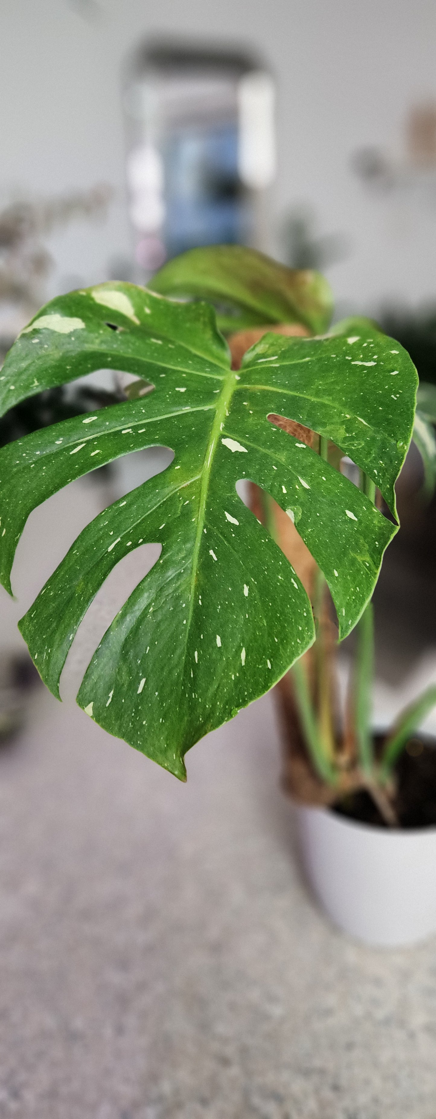 Monstera Thai Constellation