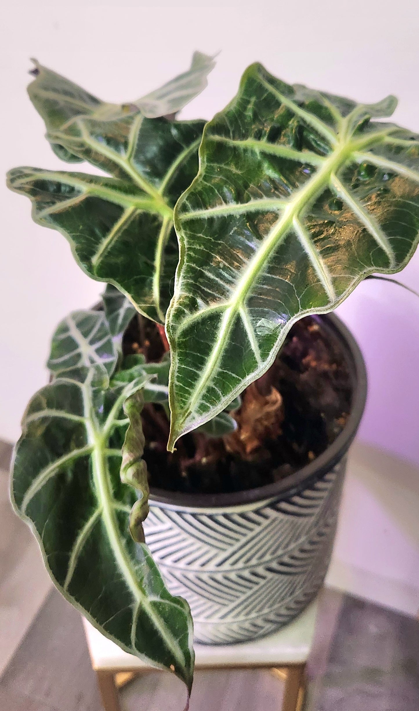 Alocasia Amazonica ( African Mask)