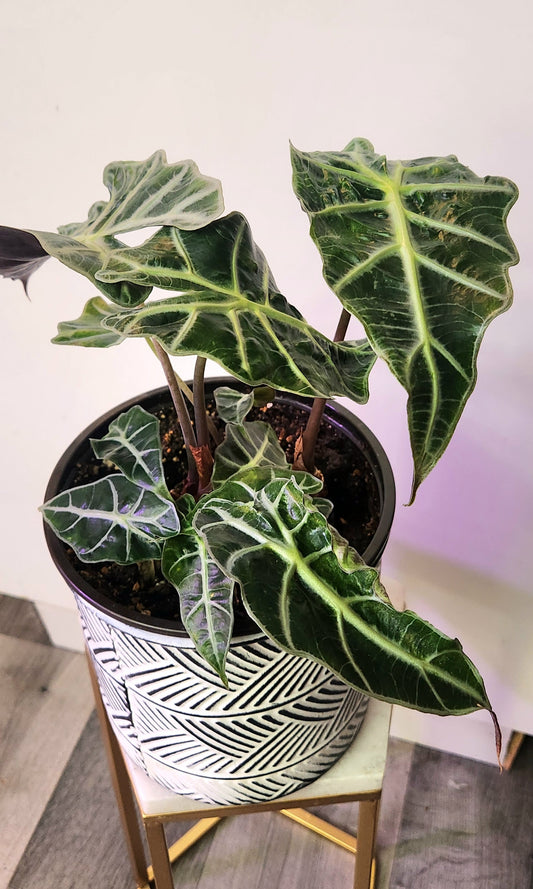 Alocasia Amazonica ( African Mask)