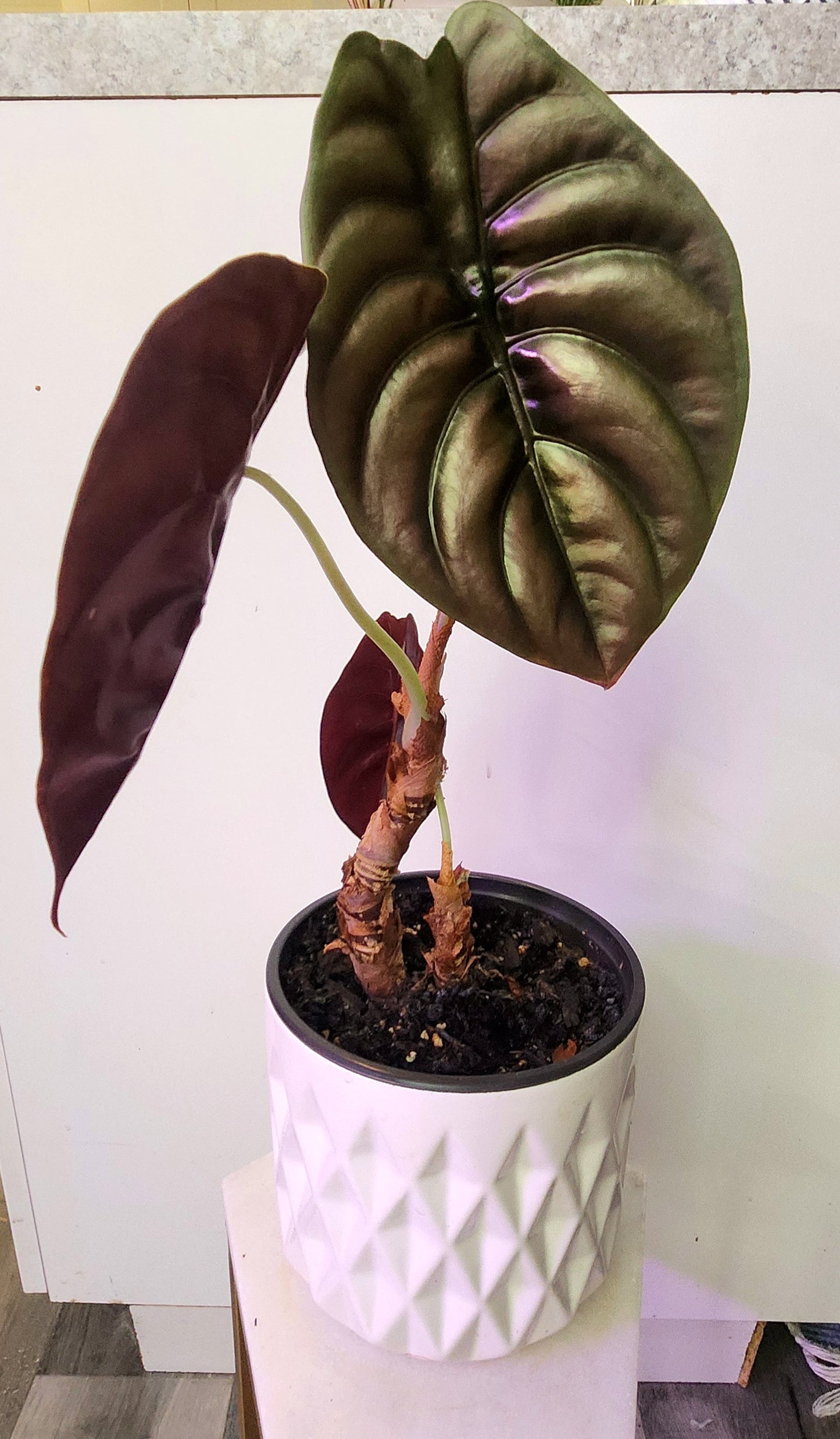 Alocasia Cuprea (Red Secret)