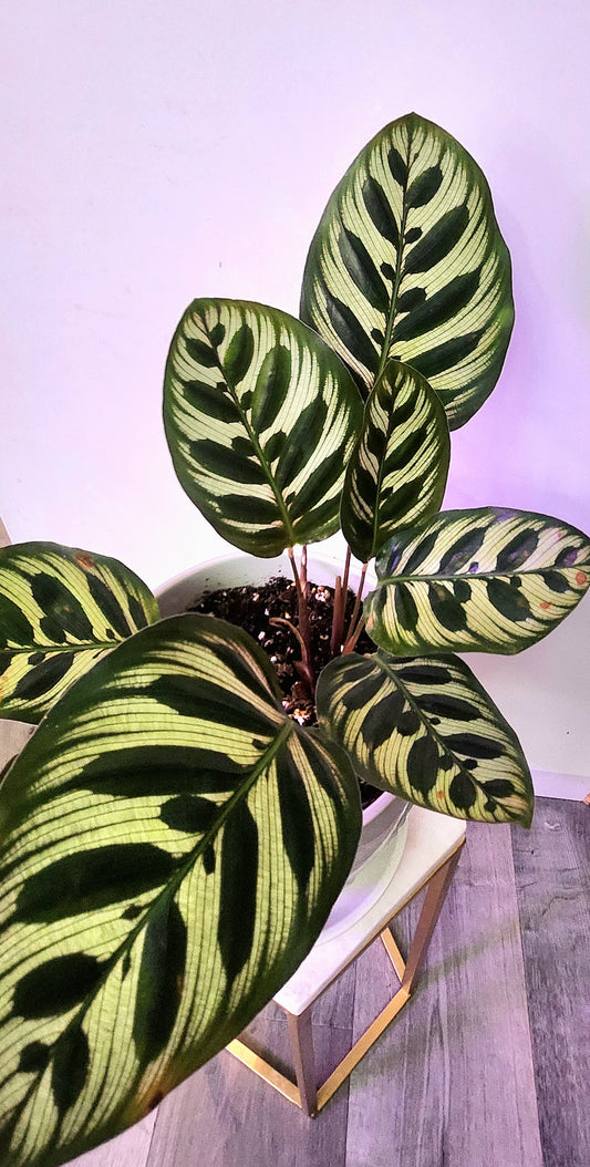 Calathea Makoyana ( Peacock Calathea)