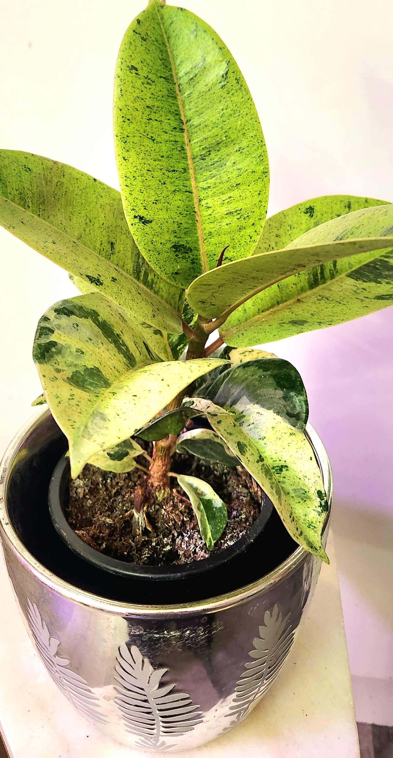 moonshine rubber tree Ficus Shivereana Moonshine – Emilia's Plant Studio