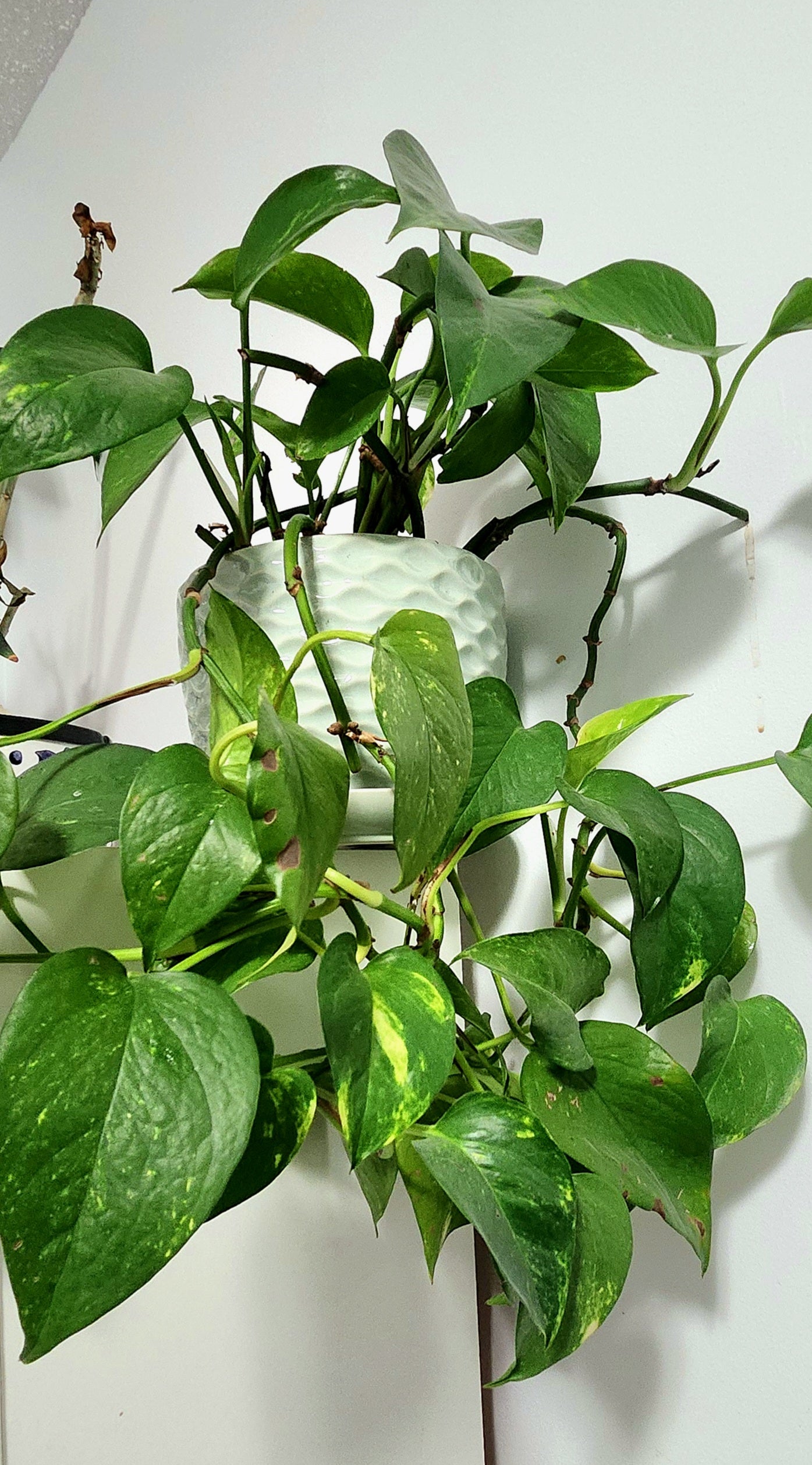 Golden Pothos