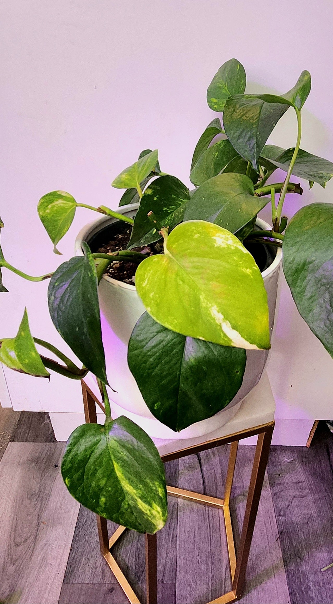 Golden Pothos