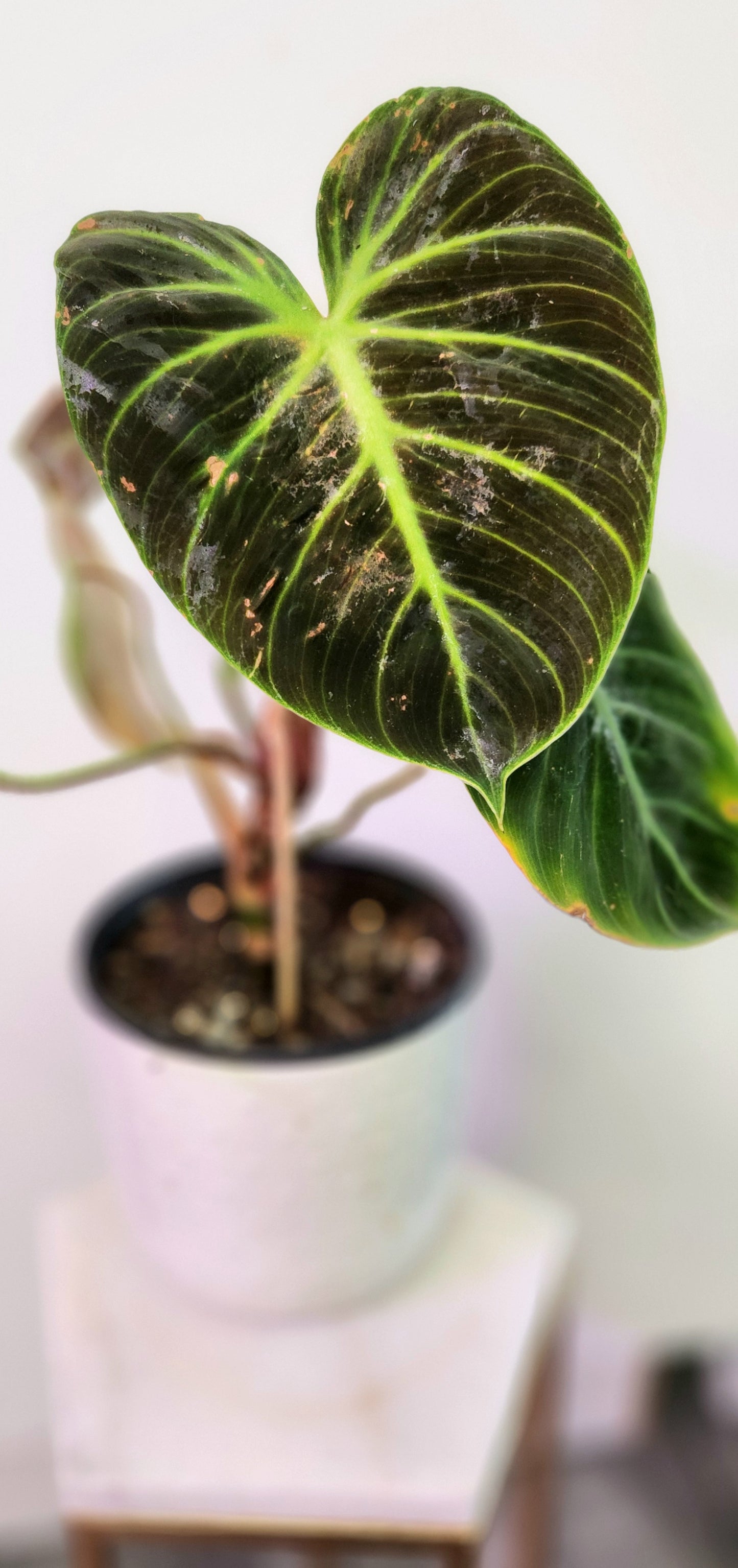 Philodendron El Choco (Red)