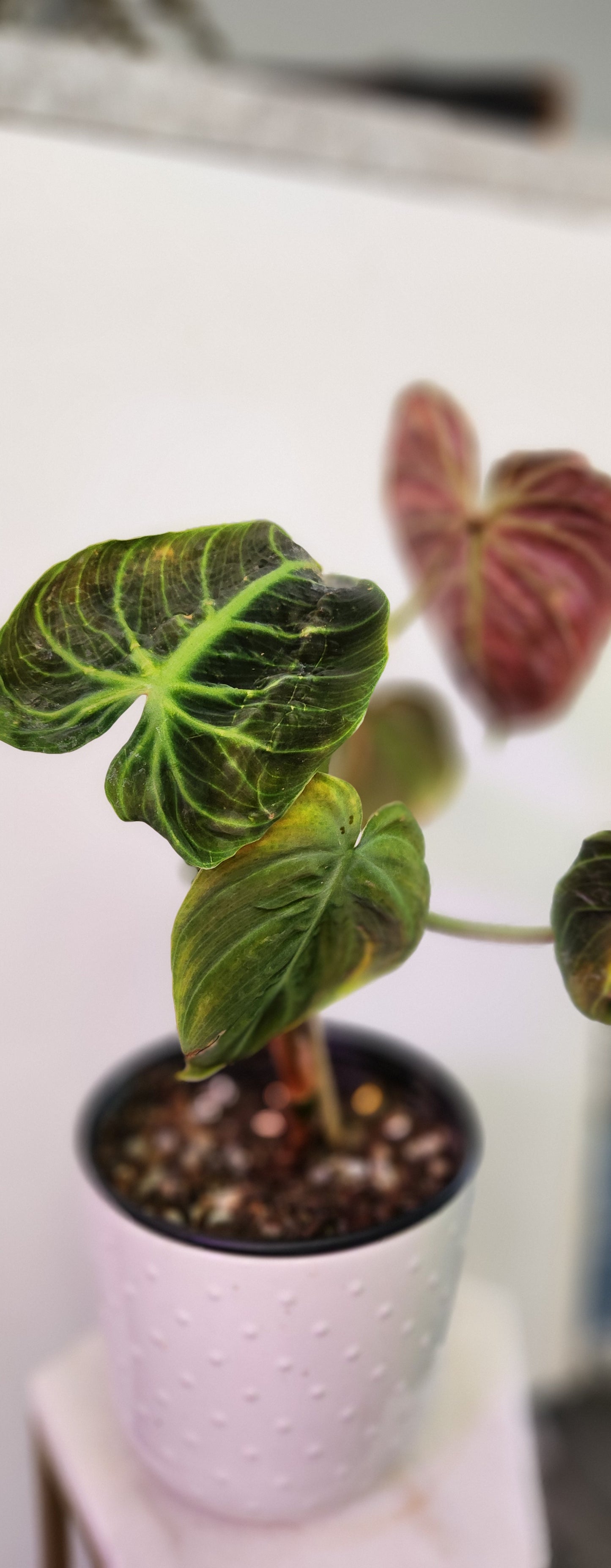 Philodendron El Choco (Red)