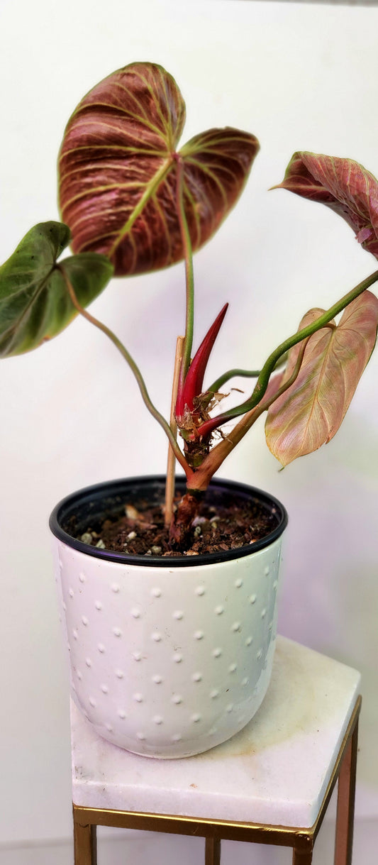 Philodendron El Choco (Red)