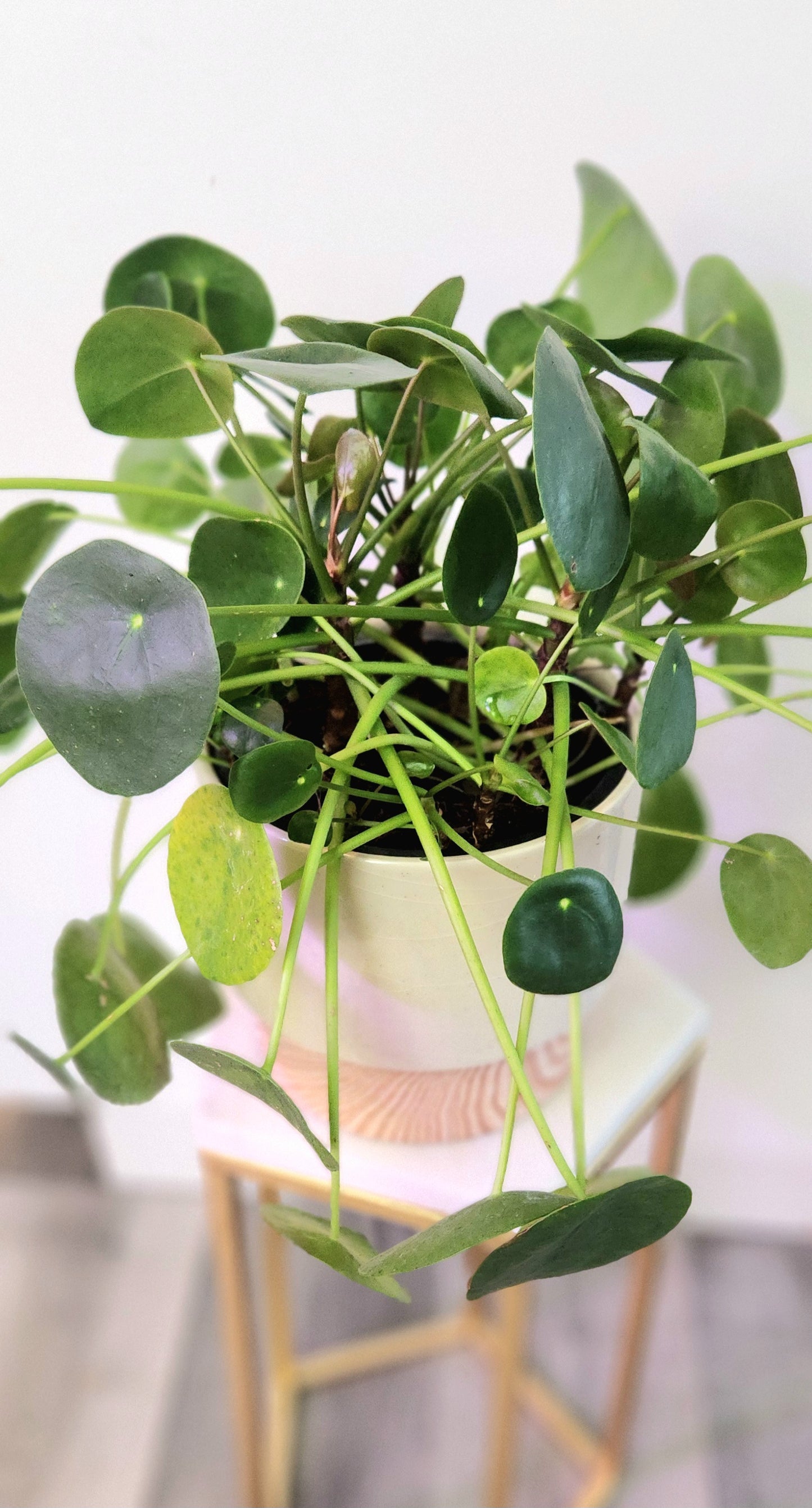 Pilea Peperomiodes