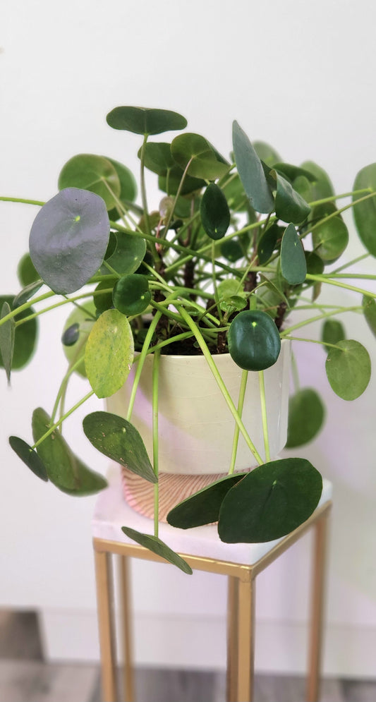 Pilea Peperomiodes