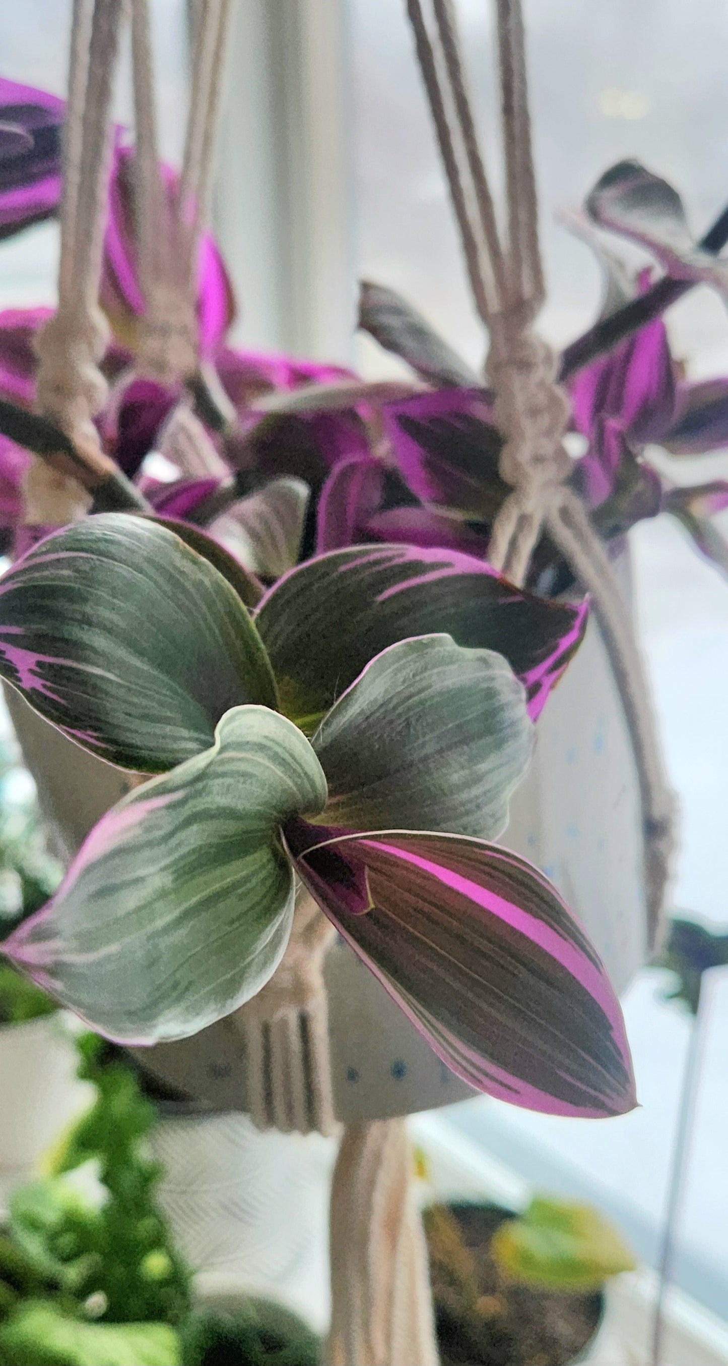 Tradescantia Nanouk