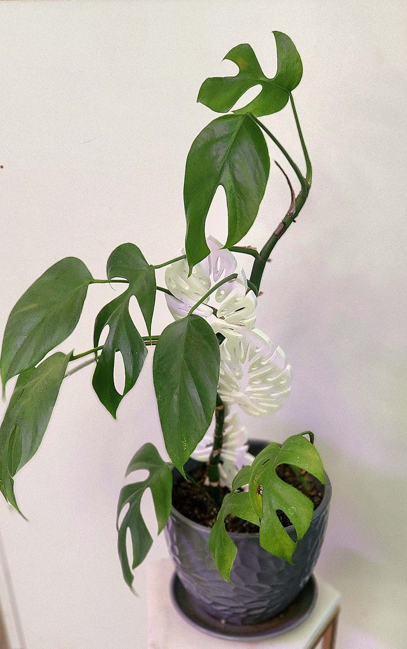 Rhaphidophora Tetrasperma ( Mini Monstera)