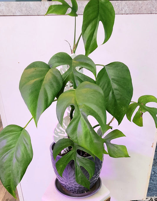 Rhaphidophora Tetrasperma ( Mini Monstera)