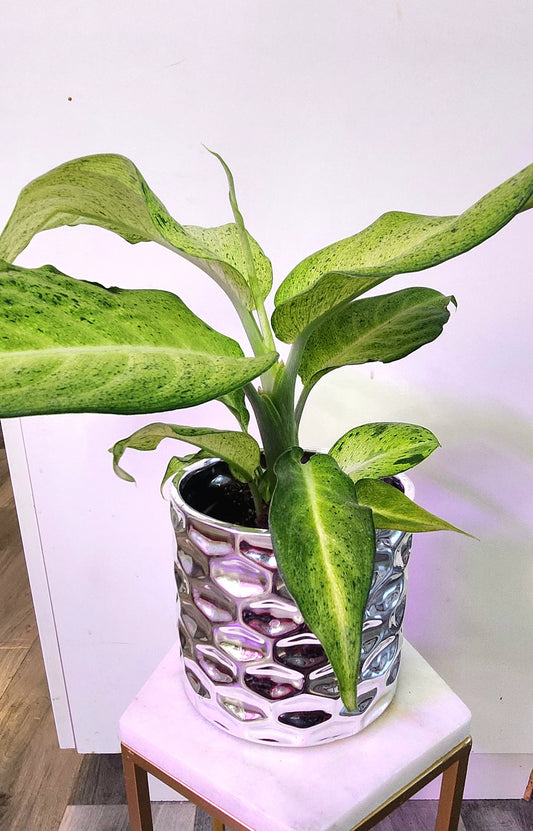 Dieffenbachia Camouflage