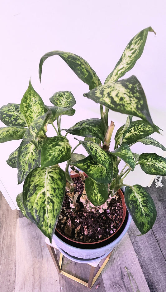 Dieffenbachia Seguine