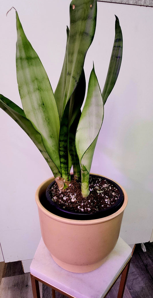 Sansevieria ( Snake Plant)