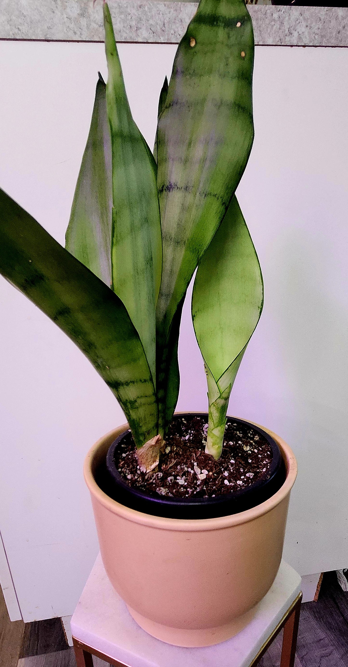 Sansevieria ( Snake Plant)