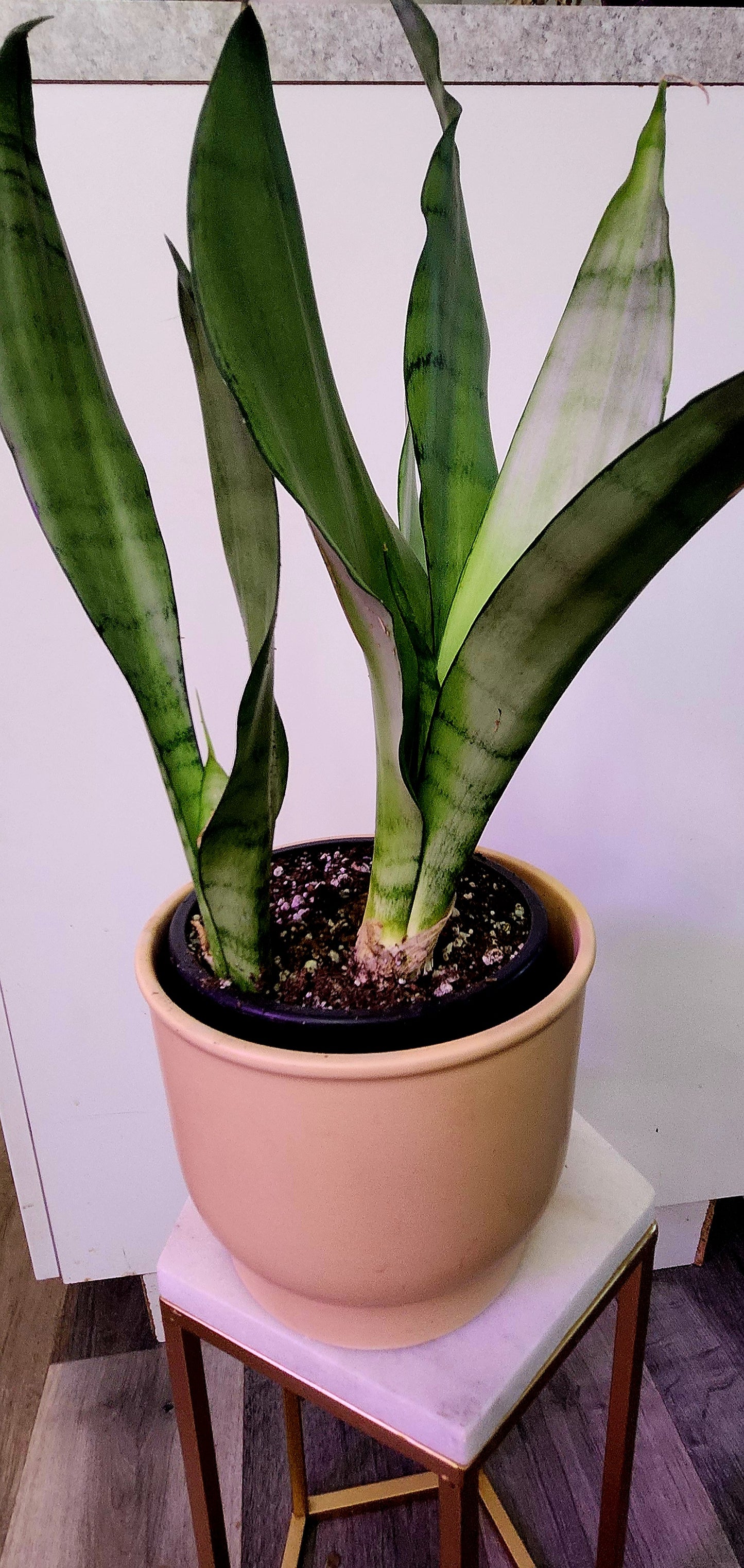 Sansevieria ( Snake Plant)