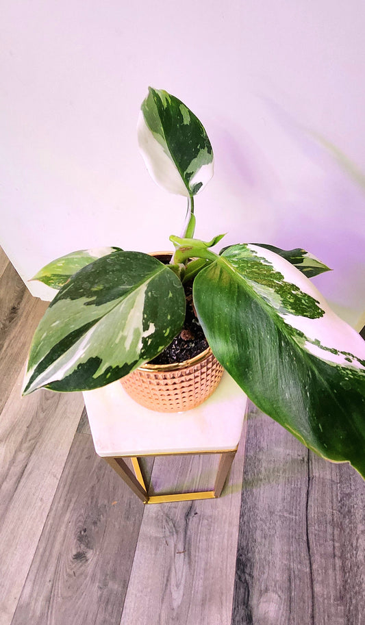 Philodendron White Wizard