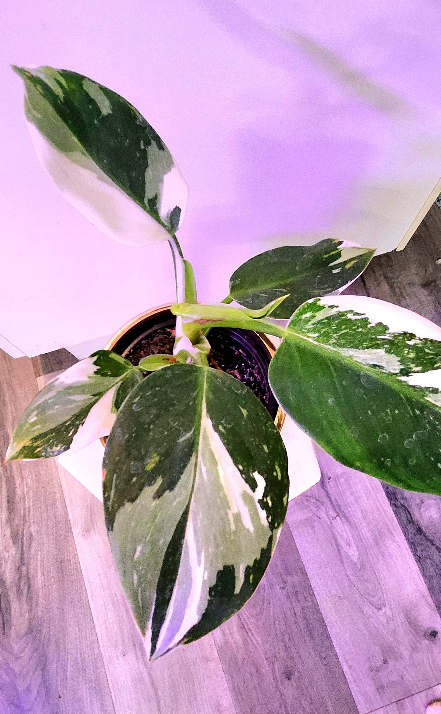 Philodendron White Wizard