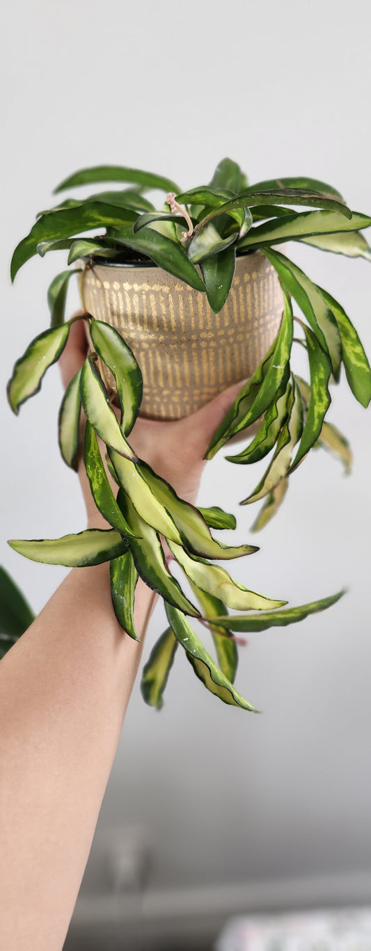 Hoya Wayetii Tricolor